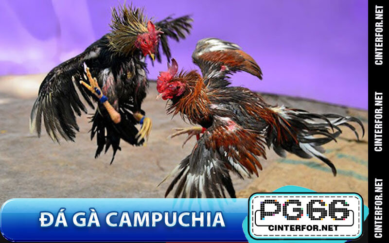 Đá gà Campuchia