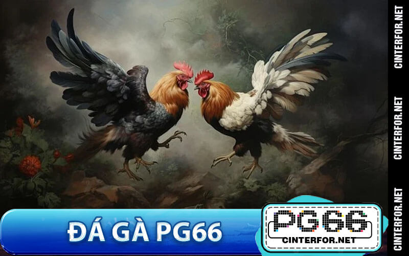 Đá gà PG66