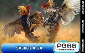 SV388 Đá Gà