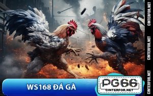 WS168 Đá Gà