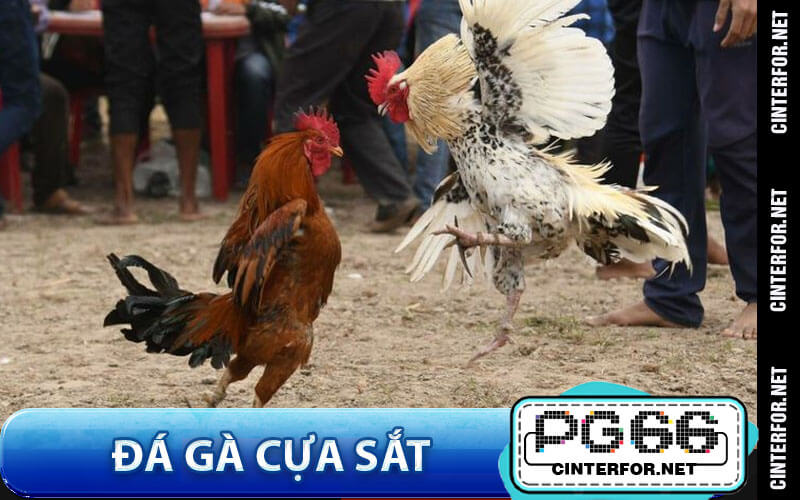 Đá gà cựa sắt