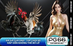 Đá Gà Cựa Dao - Top Chọi Kê Hấp Dẫn Không Thể Bỏ Lỡ