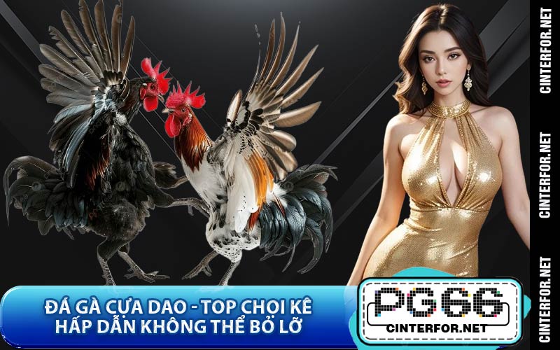 Đá Gà Cựa Dao - Top Chọi Kê Hấp Dẫn Không Thể Bỏ Lỡ